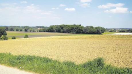 Hier soll eine Biogasanlage entstehen. Das Grundstück liegt zwischen Dieß und Au – im Hintergrund rechts ist der Weiler Au zu sehen. 