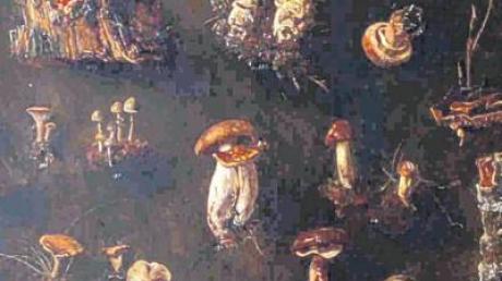 Die restaurierten Pilzbilder von Johann Baptist Hofner (ein Ausschnitt) werden nach der Ausstellung wieder im Lenbach-Museum in Schrobenhausen gezeigt.  