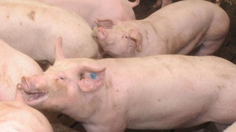 Eine Bauvoranfrage für einen Schweinestall in Unterach sorgte im Rehlinger Gemeinderat für heiße Diskussionen. 