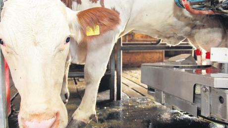 Im Milchviehbetrieb von Familie Lutz im Sielenbacher Ortsteil Raderstetten werden die Kühe mit einem „Roboter“ gemolken. 