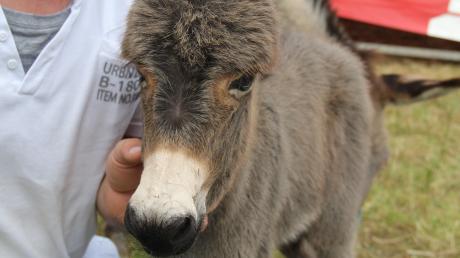 Wegen der Geburt dieser Eselin gehen die Tierschützer von Peta jetzt gegen den Zirkus vor. 