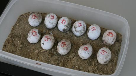 Aus diesen Eiern werden kleine Schildkröten schlüpfen. Die Zahlen verraten Veronika Mannweiler-Vogl aus welchem Gelege diese stammen und somit wer die Eltern sind.