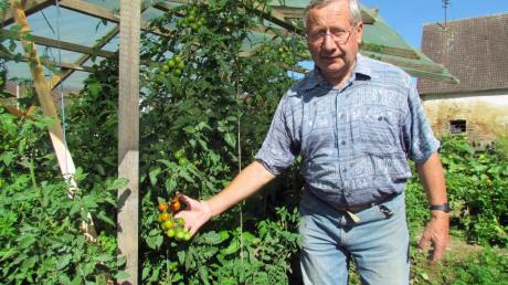Einen „grünen Daumen“ hat Paul Schmidberger und so mancher hat schon seine Ernteerfolge im Garten an der Ortskreuzung bewundert, hier präsentiert er eine spezielle Züchtung von aromatischen Tomaten.