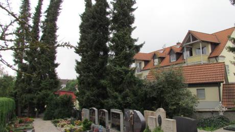 Eine der serbischen Fichten an der Friedhofsnordseite in Rehling wurde im Juni von einem Sturm entwurzelt und fiel aufs Nachbargrundstück. Jetzt werden die zwölf noch stehenden Bäume gefällt.  
