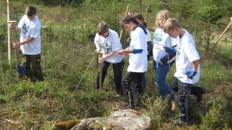 An der ehrgeizigen Aktion „Plant for the Planet“ zur Rettung des Klimas halfen Hollenbacher Schüler mit. Sie selbst pflanzten Bäume bei Diedorf.