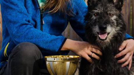 Nahmen mit Erfolg an der Weltmeisterschaft für Bouvier-Hunde in Belgien teil: Kristin Oberhauser aus Aichach und ihre Bö. 
