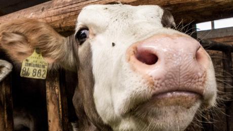 Eine Kuh verletzte in Altomünster eine Landwirtin schwer. Symbolbild: Ralf Lienert