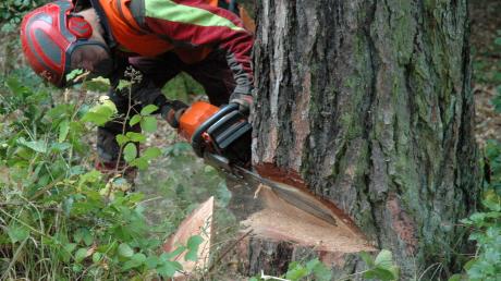 Ein 57-jähriger Forstwirt (hier ein Symbolbild) ist in einem Waldstück bei Schrobenhausen-Sandizell von einem Baum erschlagen worden. Der Mann war mit Fällarbeiten beschäftigt. 