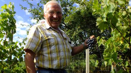 Hans Ostermeier (71) aus Allenberg baut auf 200 Quadratmetern seinen eigenen Wein an. Vor allem hat er Dornfelder-Reben und präsentiert stolz, wie groß die Trauben heuer gewachsen sind. Im Oktober wird geerntet und dann beginnt der Prozess, bis im Februar der neue Wein getrunken werden kann.