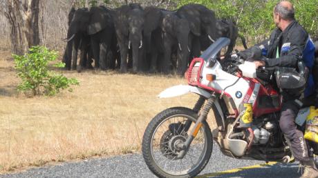 In Botswana begegnete ihnen eine Elefantenherde direkt am Straßenrand.