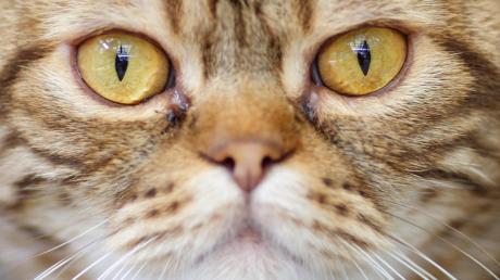 Schreckliche Tat: Einer Katze in Schrobenhausen wurde wohl gezielt ein Auge ausgeschossen. 