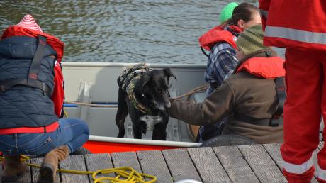 Mit der Rettungshundestaffel aus Augsburg übten die Aindlinger Wasserwachtler. Die beteiligten Hunde sind noch in Ausbildung und müssen zum Beispiel an einen Einsatz im Motorboot gewöhnt werden.