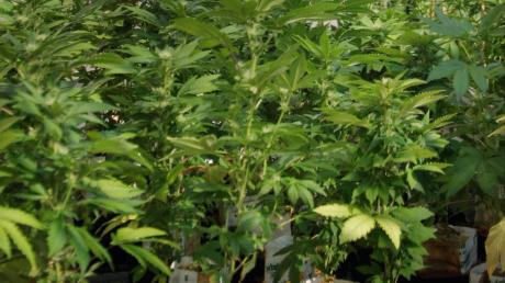 Die Polizei hat im Wohnhaus eines 32-Jährigen in Erdweg (Landkreis Dachau) unter anderem mehrere abgeerntete Marihuana-Pflanzen gefunden.