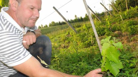 700 Rebstöcke hat Christian Seyfried 2017 gepflanzt, hier eine Archivaufnahme von 2018. Jetzt präsentierte er seinen ersten ergiebigen Jahrgangswein.