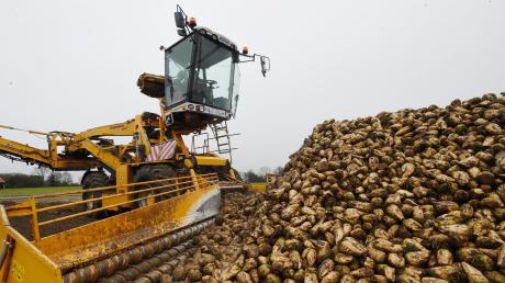 Die Zuckerrüben werden derzeit geerntet und dann mit Transportern zur Verarbeitung zur Fabrik in Rain befördert.