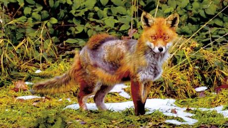 Dieser Fuchs leidet unter der Fuchsräude. Auch Hunde können sich damit anstecken. Zuletzt sind mehrere Fälle in Hirblingen aufgetreten.