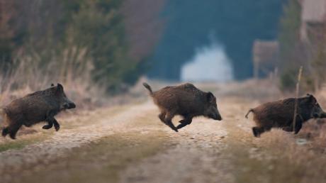 Wildschweine fühlen sich im Lechauwald bei Todtenweis sauwohl. Laut Bund Naturschutz werden die Schwarzkittel dort geradezu gehalten und richten massiven Schaden im Naturschutzgebiet an. 
