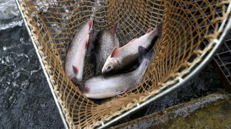 Die Fische in der Friedberger Ach sind mit PFC belastet, vor dem regelmäßigen Verzehr wird gewarnt. Wie sieht es mit den Fischen in der Zusam aus?	