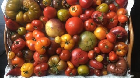 Rund 230 Tomatensorten hat Anneliese Weber in ihrem Garten in Dettenschwang angebaut. 