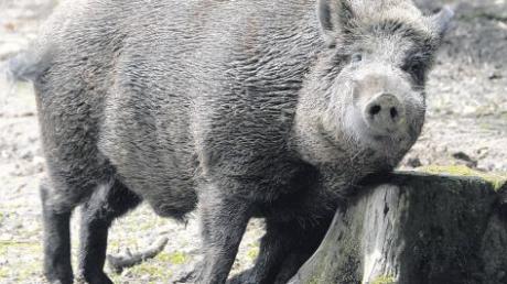 Im Wald fühlen sich Wildschweine, wie dieser Keiler, zu Hause. Auf Feldern und Wiesen hingegen richten sie oft erheblichen Schaden an.