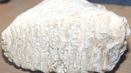 Dieser über 30000 Jahre alte Zahn eines Mammuts ist in einer Dauerausstellung im Kloster Thierhaupten zu sehen. Die stark abgenützte Kaufläche lässt auf ein altes Tier schließen. 