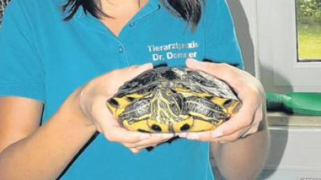 Liebevoll gepflegt wurde die rotwangige Schmuckschildkröte von Sabrina Pereira in der Tieraztpraxis von Dr. Stefan Dommer in Welden. Das Röntgenbild (rechts) zeigt den Angelhaken in der Speiseröhre. 