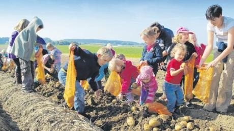 Auf dem Kartoffelacker von Landwirt Alfred Deininger hatten die Kleinen aus dem Ehinger Kinderhaus Ringelreihen jede Menge Spaß beim Kartoffelklauben. 