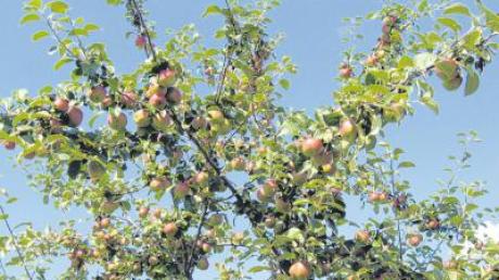Im Spätsommerwetter haften die Äpfel noch gut an den Bäumen. Nächsten Samstag können sie abgegeben werden. 
