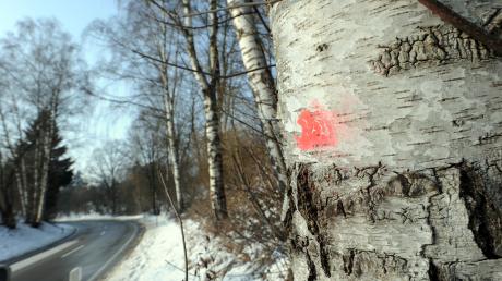 Ein roter Punkt bedeutet, dass der Baum gefällt werden muss: Ab Montag beginnen die Rodungsarbeiten in Aystetten. Damit verbunden ist eine einwöchige Straßensperre.