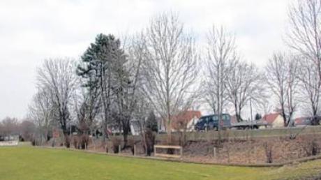 Am Fußballplatz in Thierhaupten wurden Bäume gefällt. Das führte zu Diskussionen im Gemeinderat.