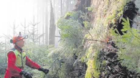Betriebsrevisor Stefan Greiser befestigt ein Seil am Wurzelwerk eines umgefallenen Baums. So wird sicher gestellt, dass der Stamm gefahrlos abgesägt werden kann.
