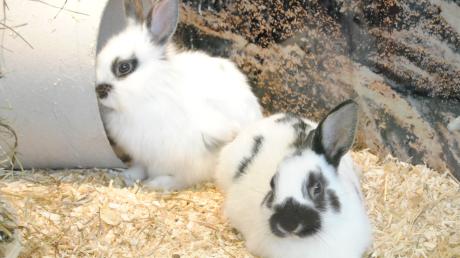 Einen grausigen Fund machte eine Kaninchenbesitzerin im Biberbacher Ortsteil Affaltern. 