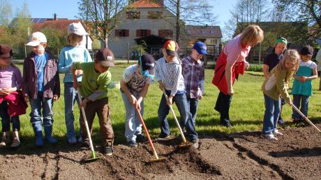 Die Kinder der Grundschule Thierhaupten haben im April letzten Jahres den Mühlengarten in unmittelbarer Nachbarschaft zum Mühlenmuseum vorbereitet. Danach wurden Getreide und Wildblumen ausgesät.