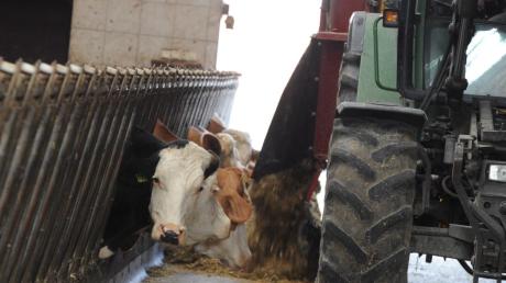Mit einem Futtermischwagen versorgt der Bauer seine Kühe. Zum ersten Mal am Tag macht er das, bevor er selber frühstückt. 
