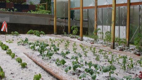 Das ist kein Winterbild, sondern ein Garten in Thierhaupten kurz nach dem Hagelunwetter. 
