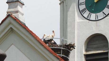 Auch auf der Kirche von Westendorf hat sich ein Storchenpaar niedergelassen. Für die Brutphase sind die beiden aber zu spät drangewesen.  
