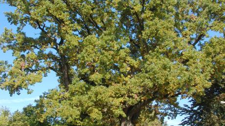 Die mächtige Stiel-Eiche im Wendilinusweg wird auf über 300 Jahre geschätzt und ist somit einer der ältesten Bäume Thierhauptens. 