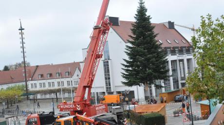 Hinten grüßt der Maibaum und vorne schwebt der neue Christbaum ein. Dieses Bild bot sich gestern Vormittag im Gersthofer Stadtzentrum.  
