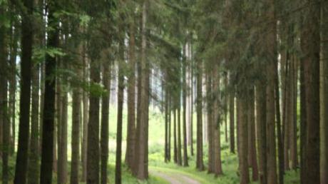 Der Gemeindewald bringt Thierhaupten nächste Jahr vermutlich einen Gewinn.  
