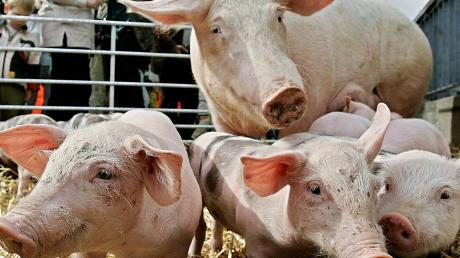 Wenn Schweine krank sind, dürfen sie mit Antibiotika behandelt werden. Für den menschlichen Verzehr gedachtes Fleisch darf aber keine Rückstände enthalten. 