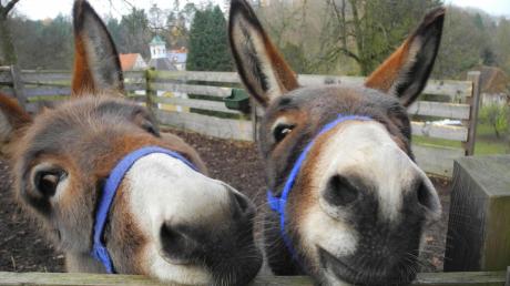 Die Esel Lore und Lauser sehen neugierig ihrem Auftritt entgegen. Die beiden sind Teil der lebendigen Krippe beim Advents- und Handwerksmarkt in Kloster Holzen. 
