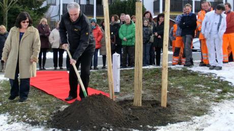 Die Mitarbeiter der Gemeinde haben Otto Völk eine Rotkastanie und eine Stele geschenkt. Der Bürgermeister pflanzte natürlich selbst ein. 
