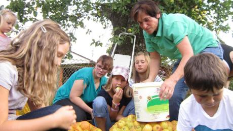 Im Garten von Familie Wetzel in Welden steht ein 100 Jahre alter Apfelbaum. Die „Gänseblümchen“-Kinder vom Gartenbauverein sammelten fleißig Äpfel, um auf dem Apfelfest reichlich Bio-Apfelsaft verkaufen zu können. 