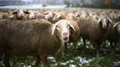 Fünf Schafe wurden bei Ebershausen von einem Auto überrollt, drei davon erlagen ihren Verletzungen.