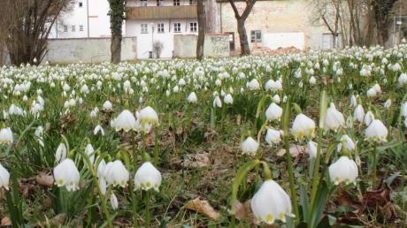 Im Frühling blühen im Dinkelscherber Rathausgarten Märzenbecher - doch wie lange noch?