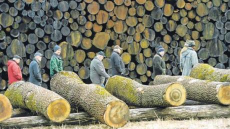 Bei der Holzsubmission in Leipheim erzielte ein Stamm aus dem Forstbetrieb Zusmarshausen den Spitzenpreis. 	