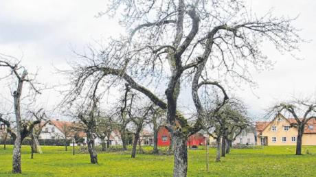 Hier verbinden sich ein langjähriger Obstbaumbestand mit dem angrenzenden Neubaugebiet in der Gemeinde Ellgau, die am Wettbewerb „Unser Dorf hat Zukunft–Unser Dorf soll schöner werden“ teilnehmen will. 	 	