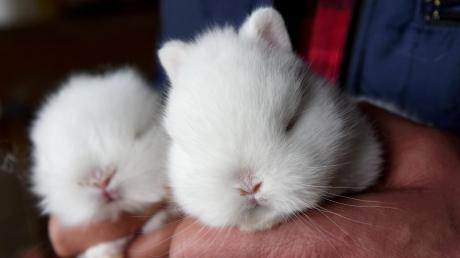 Einfach süß. Diese Hermelin-Rotaugen-Kaninchen gehören dem Züchter Ernst Sauler aus Kühlenthal. 	