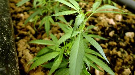 In einer Langweider Wohnung hat die Polizei Cannabispflanzen entdeckt. (Symbolfoto)
