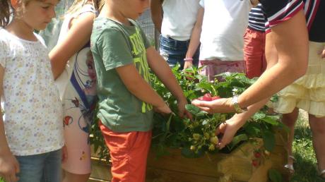 Zusammen mit den Mitgliedern des Gartenbauvereins Anhausen kümmern sich die Kinder um die Pflanzen im Beet. 	